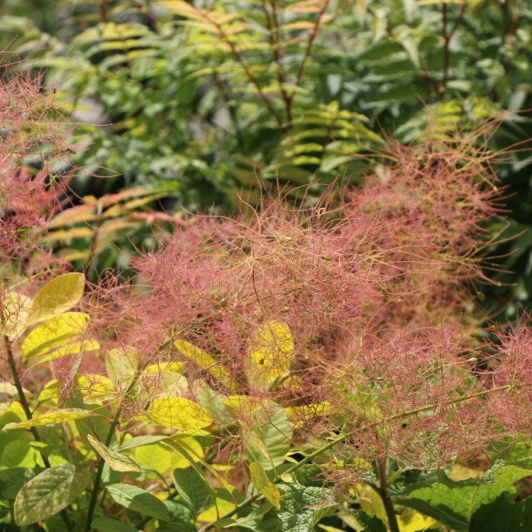 Škumpa vlasatá (Cotinus coggygria) ´GOLDEN SPIRIT´® - výška 40-60 cm, kont. C3L